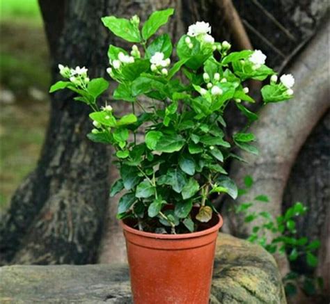 茉莉花盆栽照顧|茉莉花的照顧